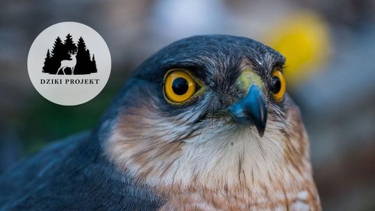 zdjęcie przedstawia łeb ptaka obok logo Fundacji Dziki Projekt