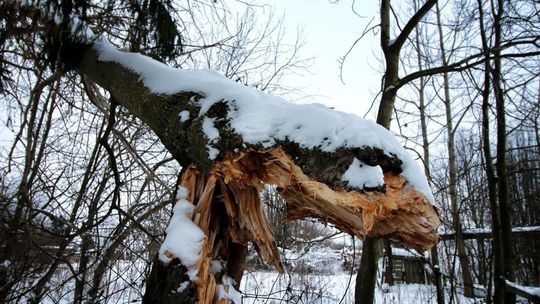 Kilkadziesiąt interwencji strażaków w regionie. Uwaga na łamiące się drzewa