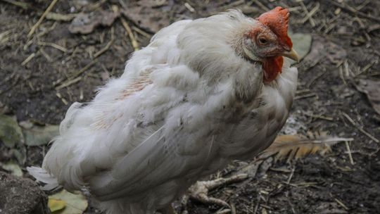 Alarm w Małopolsce. Strefa zakażenia całkiem blisko powiatu gorlickiego zdjęcie przedstawia kurę