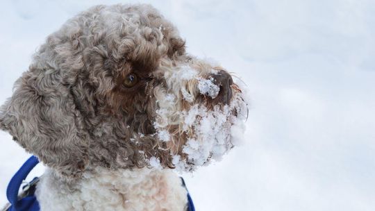 zdjęcie przedstawia ludzi i psy na śniegu