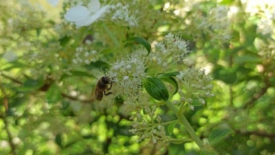 Apiterapia i uloterapia, czyli... pszczoły dobre na wszystko
