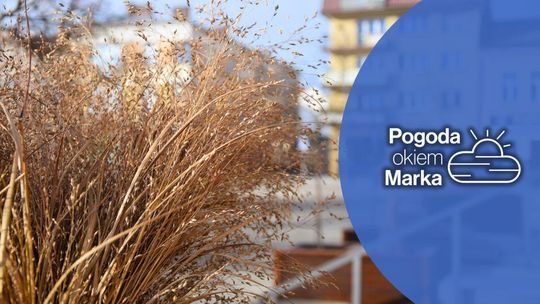 Aura podzieli nasz powiat na dwie części | Prognoza pogody na dziś - halogorlice.info zdjęcie przedstawia trawy na gorlickim rynku