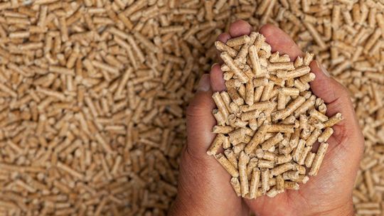 zdjęcie przedstawia dłonie, w których są drobiny pelletu