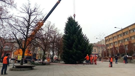 Sfrunęła na rynek jakby była darem niebios. Jest cudowna! [FOTO]