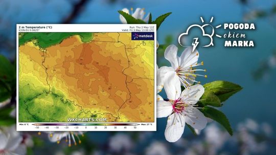 kwiaty i obok grafika mapy pogody