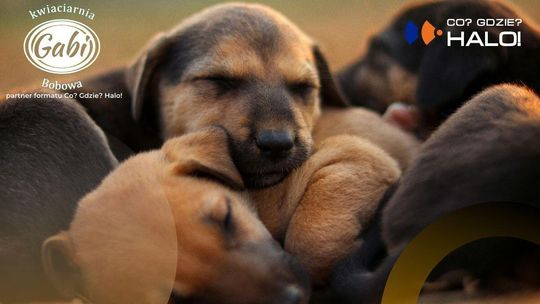 zdjęcie przedstawia śpiące pieski