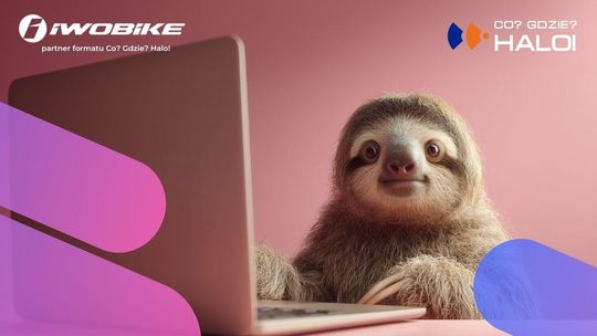 Zdjęcie przedstawia leniwca przy laptopie.