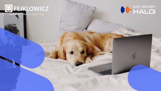 Zdjęcie przedstawia labradora leżącego na łóżku przed laptopem