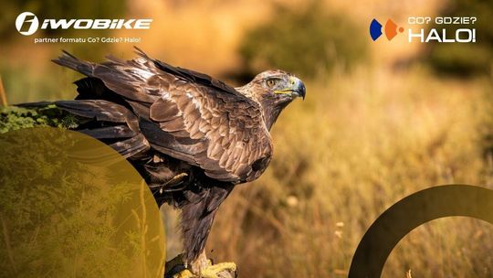 zdjęcie przedstawia orła