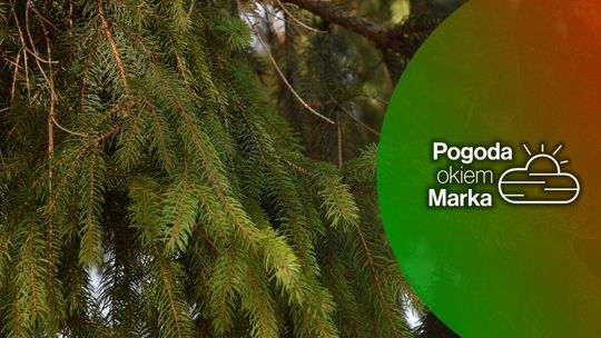 Co w aurze początkiem tygodnia? | Prognoza pogody na dziś - halogorlice.info zdjęcie przedstawia gałązki świerku