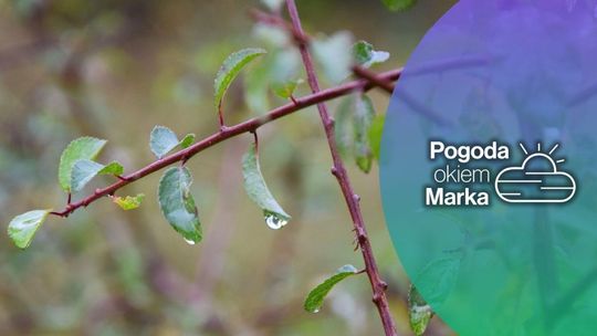 Czeka nas deszczowy poniedziałek | Prognoza pogody na dziś - halogorlice.info zdjęcie przedstawia mokre liście