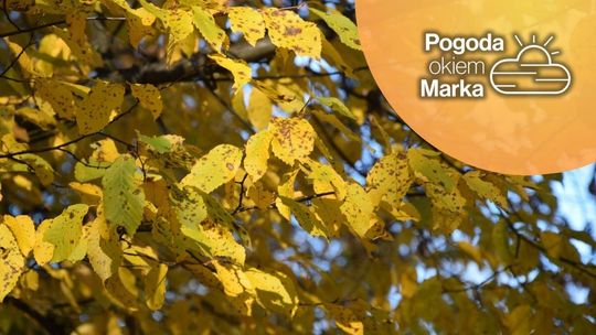 Czwartek będzie bardzo ciepły | Prognoza pogody na dziś - halogorlice.info zdjęcie przedstawia żółte liście na drzewie