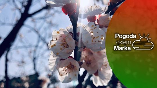 zdjęcie przedstawia kwiaty na drzewie