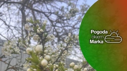 zdjęcie przedstawia kwiaty na drzewie