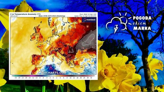 żółte kwiaty, w tle niebieskie niebo, obok grafika prognozy pogody polski
