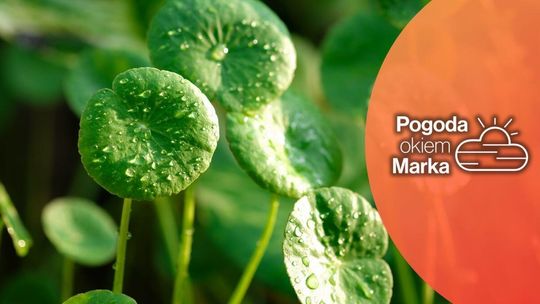 zdjęcie przedstawia zielone liście z rosą