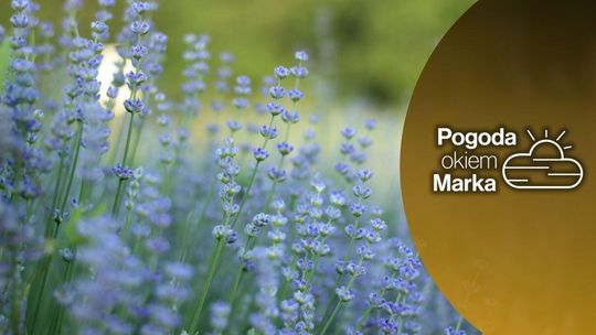 zdjęcie przedstawia fioletowe małe kwiaty na łące