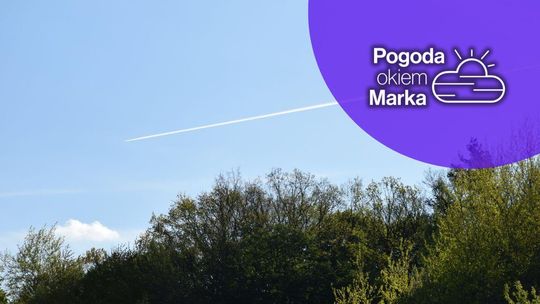 zdjęcie przedstawia fragment lasu i niebo