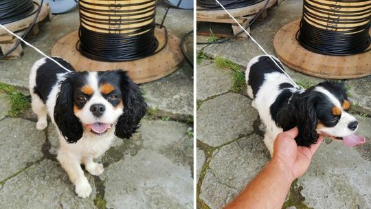 Pies znaleziony na ul. 11 listopada w Gorlicach