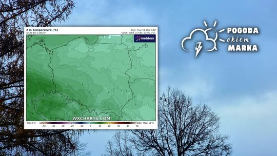 drzewo i ptaki lecące nad drzewami w gorlicach