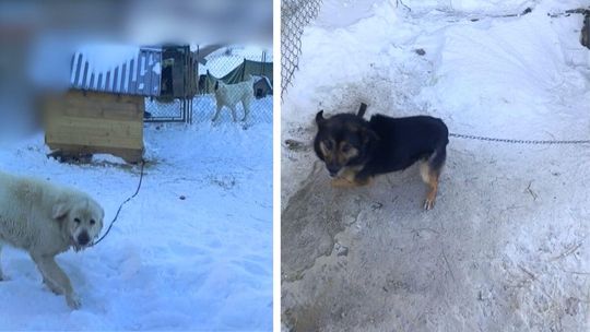 Dlaczego co niektórzy fundują zwierzętom taki los? Gorliczanie reagują na zgłoszone przypadki zdjęcie przedstawia psy na śniegu