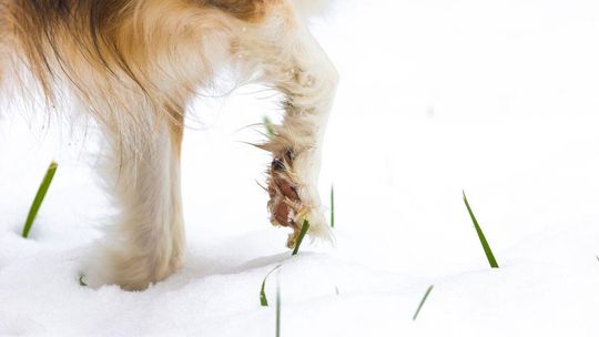 zdjęcie przedstawia psy na śniegu