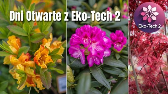 kwiaty i grafika eko-tech 2