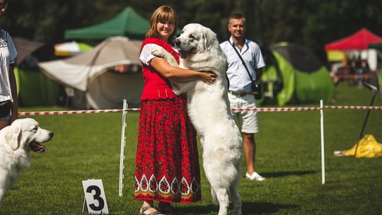 Do Gorlic zjechały psie piękności