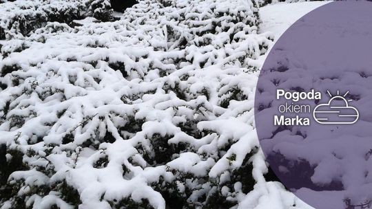 zdjęcie przedstawia krzew w śniegu