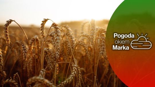 kłosy zboża na polu