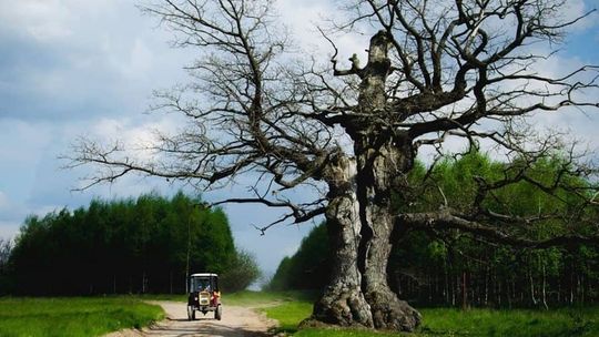 Drzewo z podtekstem zwyciężyło! Dąb Dunin został Europejskim Drzewem Roku