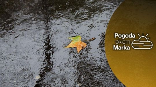 liść pływający w kałuży