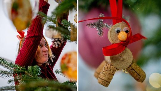 Zdjęcie przedstawia ubieranie choinki w starostwie