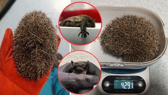 zdjęcie przedstawia jeża na wadze i ręce, obok pazury nietoperza