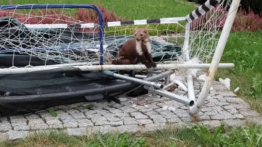 kuna zaplątana w siatkę przy bloku na ul. Kościuszki w Gorlicach