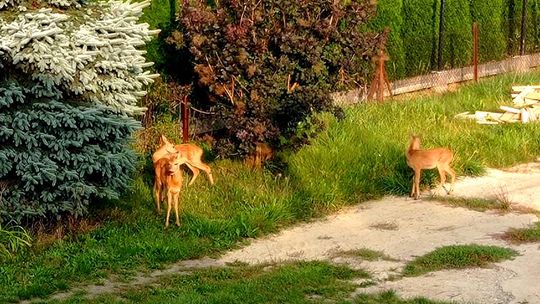 Dzikie zwierzęta z przytupem wchodzą do miasta. Niczego się nie boją