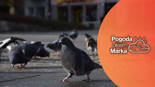 zdjęcie przedstawia gołębie