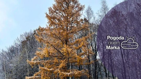 zdjęcie przedstawia drzewo