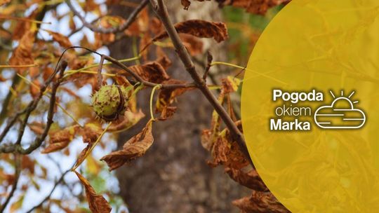 Dziś zróżnicowana temperatura w powiecie | Prognoza pogody na dziś - halogorlice.info zdjęcie przedstawia pożółkłe liście na drzewie