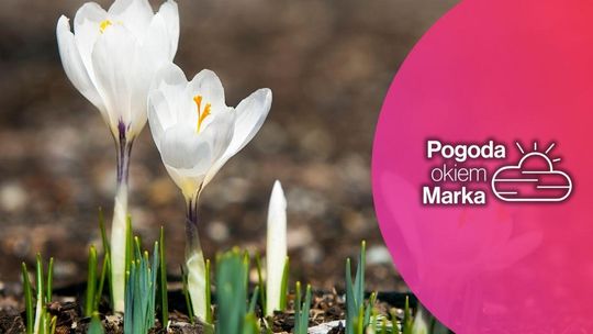 zdjęcie przedstawia kwiaty na łące