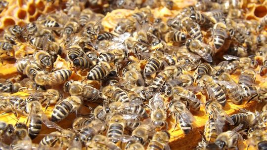 Gmina Biecz musi zapłacić pszczelarzom 320 tysięcy złotych odszkodowania