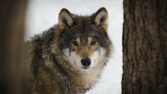 Gmina Bobowa. Komunikat dla mieszkańców dotyczący pojawienia się wilków