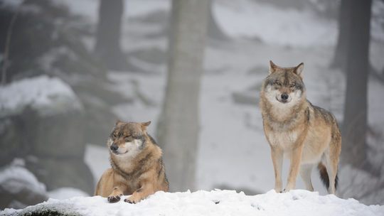 Gmina Sękowa informuje o tym, gdzie widywane mogą być wilki