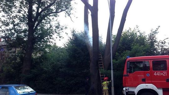 Gorlice. Pożar drzewa przy ulicy Sienkiewicza.