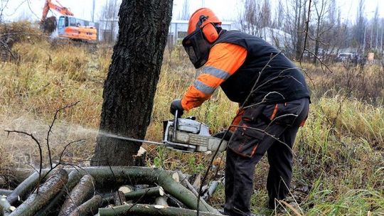 Historia rodem z Puszczy Białowieskiej. W tle wycinka drzewa i tajemnicza dziupla.