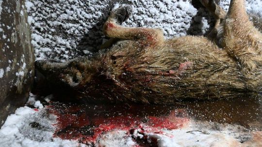 Zdjęcie przedstawia martwego wilka w kałuży krwi, leżącego na elemencie koparki - tzw. łyżce.