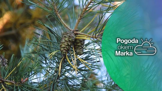 Jaka aura czeka nas w ostatni dzień października? | Prognoza pogody na dziś - halogorlice.info zdjęcie przedstawia szyszkę na drzewie