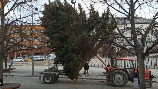 Jaka choinka trafi w tym roku na gorlicki Rynek? Urząd Miejski poszukuje drzewka