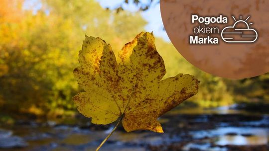 Jaka pogoda w Święto Wszystkich Świętych? | Prognoza pogody na dziś - halogorlice.info zdjęcie przedstawia żółty liść w słońcu