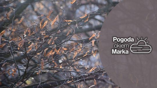 Jaki początek świątecznego tygodnia? | Prognoza pogody na dziś - halogorlice.info zdjęcie przedstawia gałęzie drzewa